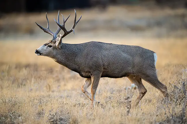 Mule Deer Buck in Rocky Mountain National Park